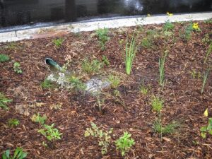 Rain Gardens Rain Gardens