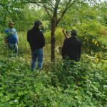 volunteers learning how to properly trim trees at Shudlick Park