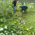 removing and treating invasive buckthorn at Shudlick Park