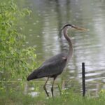 this Great Blue Heron calls Rice Lake home