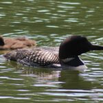 loon and baby