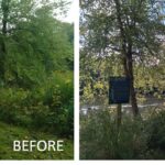 before & after of Shudlick Park's shoreline buffer clean up day