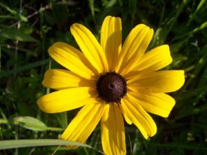 Native Plants, Yellow Flower